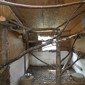 Northern Luzon Cloud Rat enclosure
