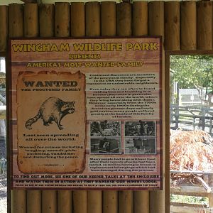 Racoon signage