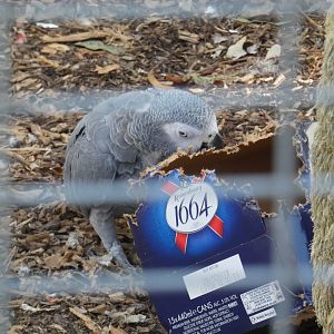 African Grey Parrot