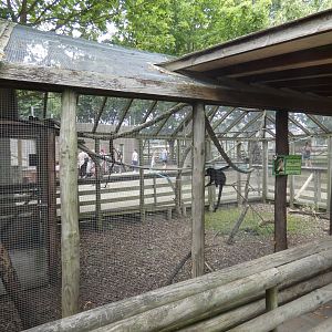 Goeldi's Monkey enclosure