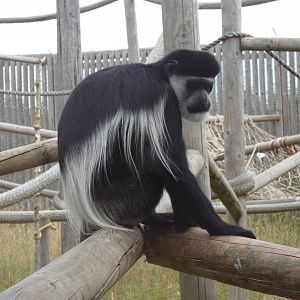 Black-and-white Colobus