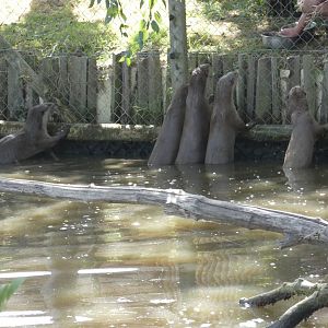 Smooth-coated Otters