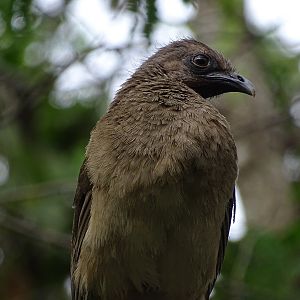 Plain chachalaca