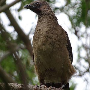 Plain chachalaca