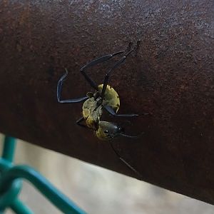 Camponotus sericeiventris