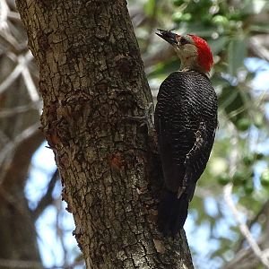 Velasquez' golden-fronted woodpecker