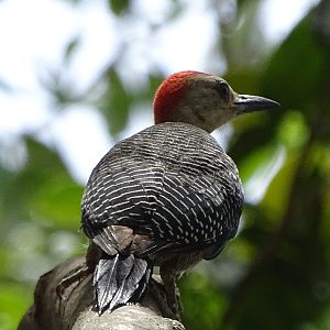 Velasquez' golden-fronted woodpecker