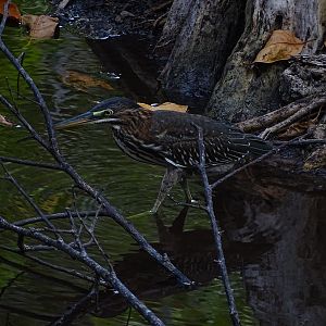 Green heron