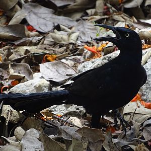 Great-tailed grackle
