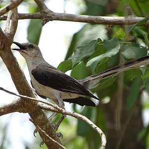 Tropical mockingbird