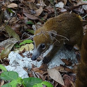 Yucatan coati
