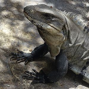 Spiny-tailed iguana