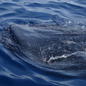 Whale shark