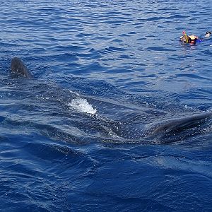 Whale shark