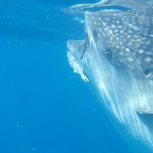 Whale shark
