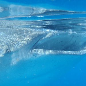 Whale shark