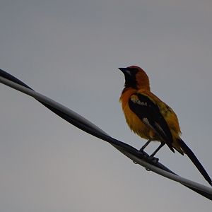 Orange oriole