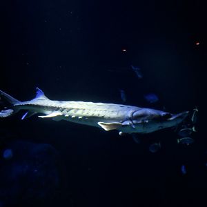 Atlantic Sturgeon (Acipenser oxyrhinchus oxyrhinchus)