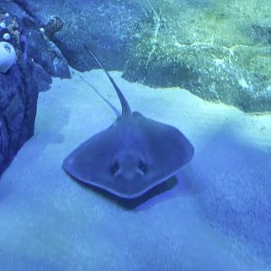 Bluntnose Stingray (Dasyatis say)