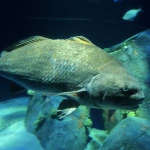 Black Drum (Pogonias cromis)