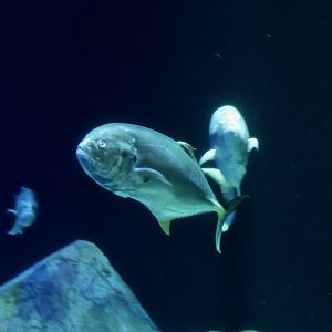 Crevalle Jack (Caranx hippos)