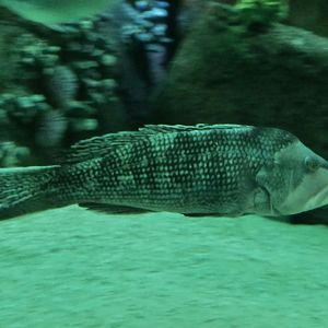 Black Sea Bass (Centropristis striata)