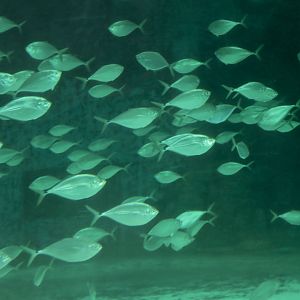 Atlantic Bumper (Chloroscombrus chrysurus).