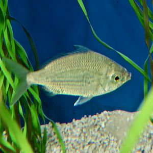 Jenny Mojarra (Eucinostomus gula)