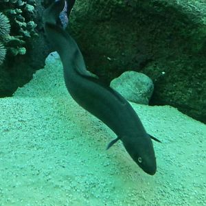 American Conger (Conger oceanicus)