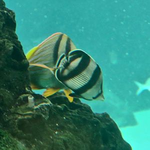 Banded Butterflyfish (Chaetodon striatus)