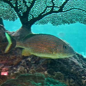 Blue-Striped Grunt (Haemulon sciurus)