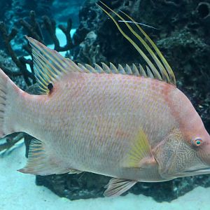 Hogfish (Lachnolaimus maximus)