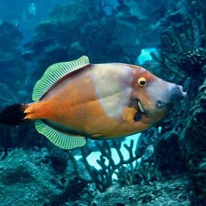 American Whitespotted Filefish (Cantherhines macrocerus)