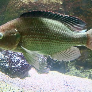 Ngege/Singida Tilapia (Oreochromis esculentus)