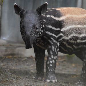 Tapirus indicus calf