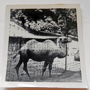Bactrain Camel 1949