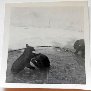 Black Bears 1949 in Bear Ravine