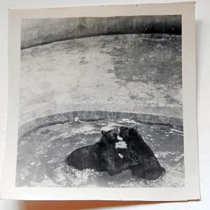 Black Bears in Bear Ravine 1949