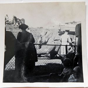 Elephant 1949
