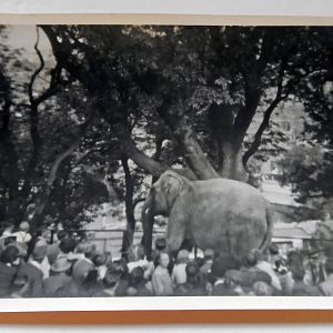 Elephant 1950