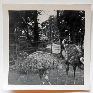 Emu 1949