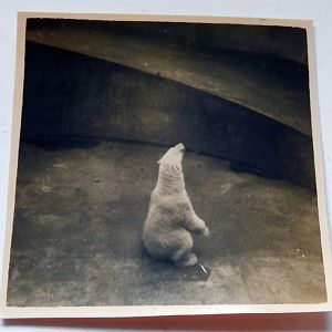 Polar Bears in Tecton Triple set middle area 1949