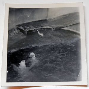 Polar Bears in Tecton Triple set middle area 1949
