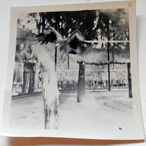 Ruppell's Griffon Vulture 1949