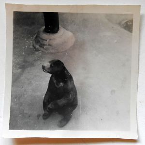 Very Rare photograph of Sun Bear 1949