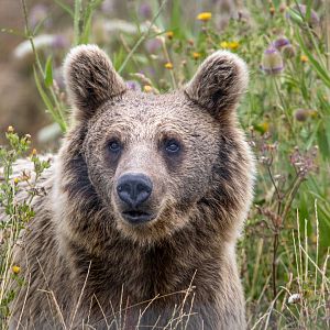 Syrian Brown Bear in the bear's meadow / Hamerton / 29-7-20