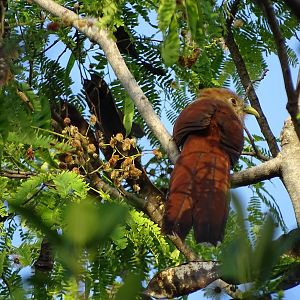 Squirrel cuckoo