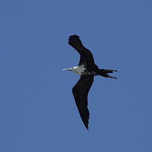 Magnificent frigatebird (Fregata magnificens)