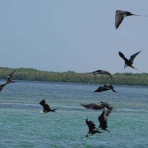 Magnificent frigatebirds (Fregata magnificens)