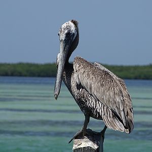 Atlantic brown pelican (Pelecanus occidentalis carolinensis)